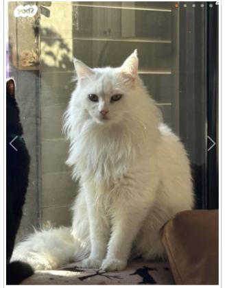 חתול אנגורה בן 8 חודשים