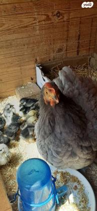 אפרוחים בני חודשיים מסוג קוצנים מדהימים