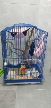 למכירה סנאי מעופף בגיל 8