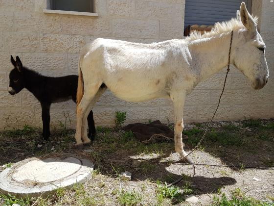 אתון טובה לילדים