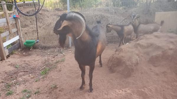 עז אלפיני מהממם 2200 ש''ח