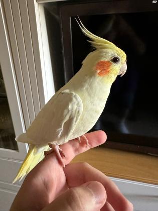 קוקטייל לוטינו כנראה שנקבה, נושכת