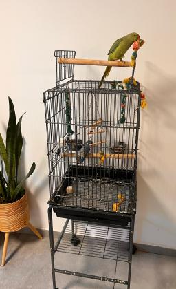 תוכי דררה האכלת יד, חמוד,