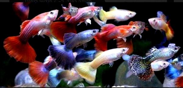 מיקס גופים בשלל צבעים