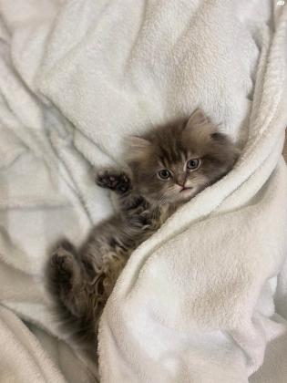 למכירה אזור כרמיאל שירזי /סקוטי