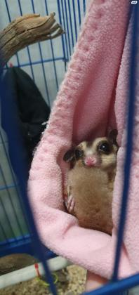 למכירה סנאי מעופף בגיל 8