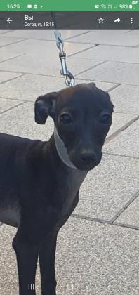 למכירה גורה יפה של גרייהאונד איטלקי ננסי