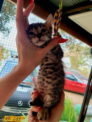 המלטה נדירה של חתולים בנגלים