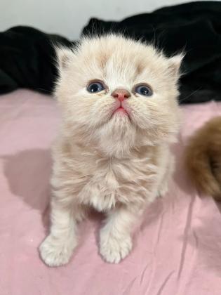 2 חתולים בצבע אפרסק (אחד