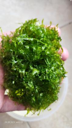 מוס מסוג פלייה