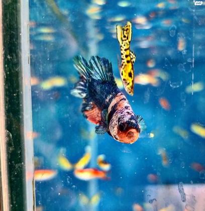 דגי קרב מיוחדים ונדירים שהגיעו