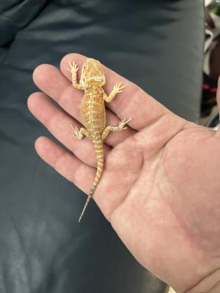 חרדון מזוקן בן חודש וחצי