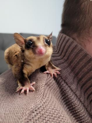 למכירה סנאי מעופף בגיל 8