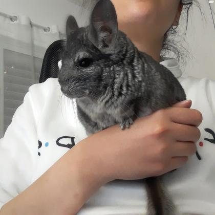 צ'ינצ'ילה מהממת חברותית במיוחד בת