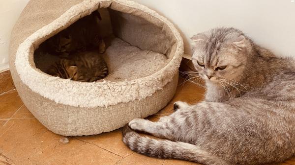 זכר סכוטי םולד נלאד 1/4