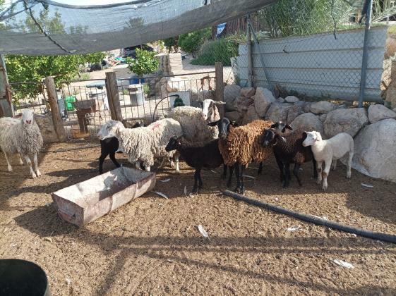 7 טלאים זכרים ונקבות בני