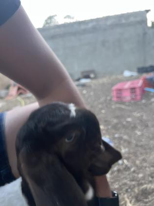 עזים שאמי נקבות בהריון גדיים