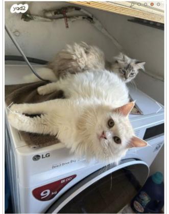 חתול אנגורה בן 8 חודשים