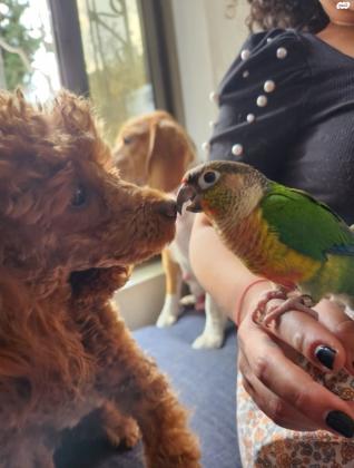 למכירה גורת פודל טוי אדומה