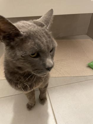 מוסרים חתול רוסי כחול בן