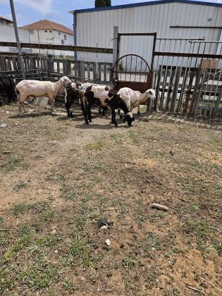 9 כבשים אימהות