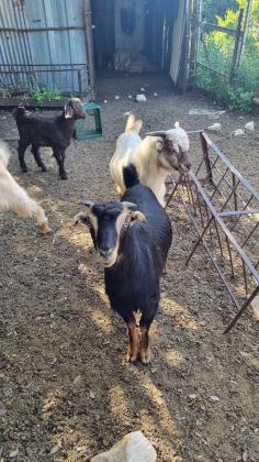 גדים בלדי למכירה זכרים ונקבות