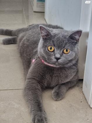 אמלי בובה אמיתית אופי רגוע