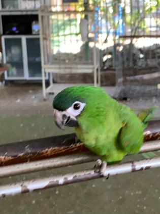 ארה ננסי נוביליסמהמהים האכלת ידבני