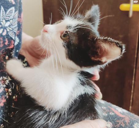 גור מתוק כבן חודשיים מאוד