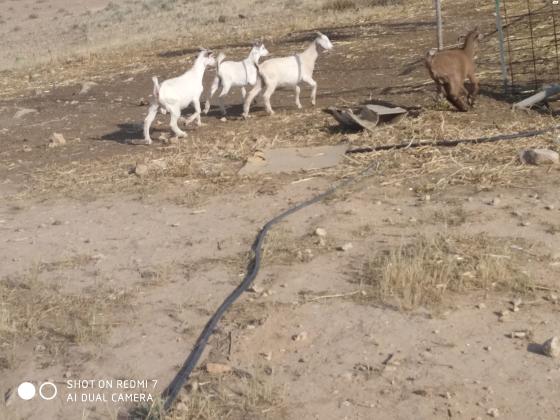 גדיים זכרים בני 4 חודשים,ינקו