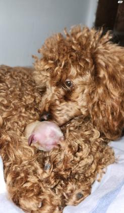 למכירה גורת פודל טוי אדומה