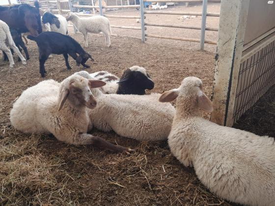 3 טלאים יפים3 טליות יפות