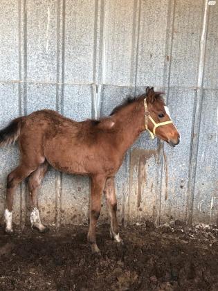 סוס ערבי מקומי בן ארבע חודשים