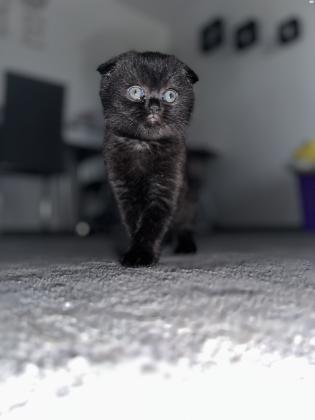 חתולה סקוטי בת חודש וחצי