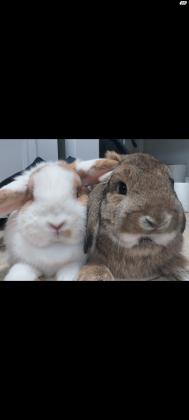 זוג ארנבים בני חצי שנה