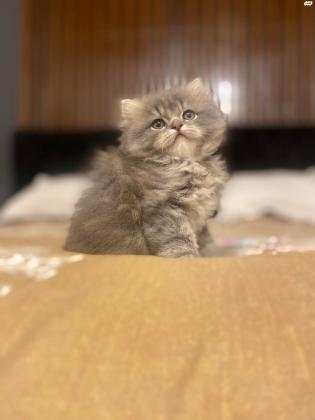 למכירה אזור כרמיאל שירזי /סקוטי