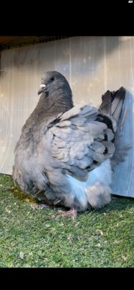 יונים ענקיות קינג פרנש ונוי