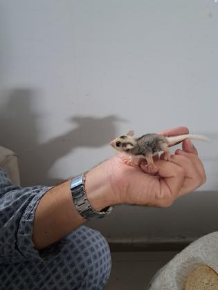 למכירה גורי שוגר גליידר מוזייק