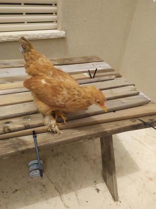 מוכר 4 אפרוחים גדולים של