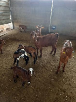 עזים למכירה בהריון פרטים בטלפון