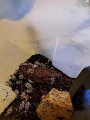 האיזופוד הכי ''זרחני'' שיש, ARMADILLIDIU...