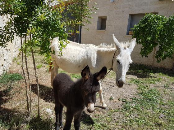 אתון טובה לילדים