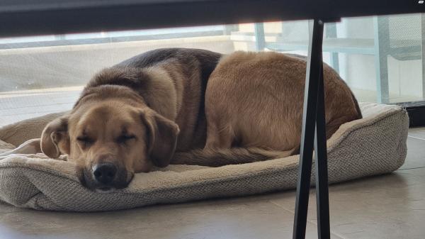 רועה גרמני מעורב, גדול (38