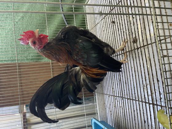 למכירה זוג תרנגולי סרהמה אמריקאי