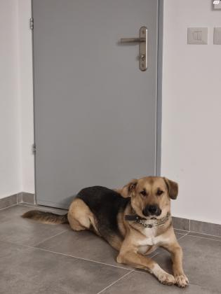 רועה גרמני מעורב, גדול (38