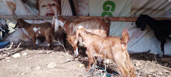 גדי באלדי טהור בין 4