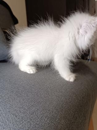 זכר פרסי קלאסי יפיוף ברמות