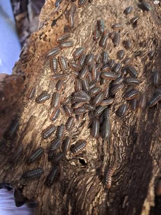 איזופוד ''ליצן'' ARMADILLIDIUM KLUGII, מ...
