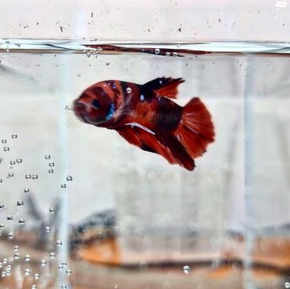 דגי קרב מיוחדים ונדירים שהגיעו