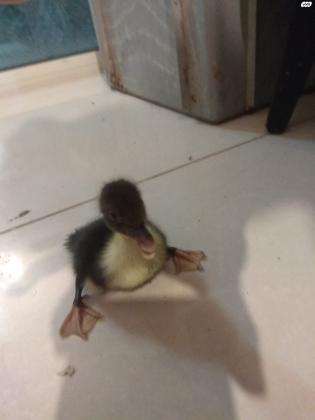 ברווזים חמודים בגיל כשבוע, 30